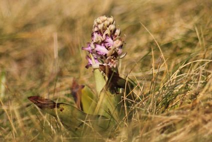 Ruta De Orquideas En Liencres (3) cantabria