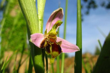 Ruta De Orquideas En Liencres (4) cantabria