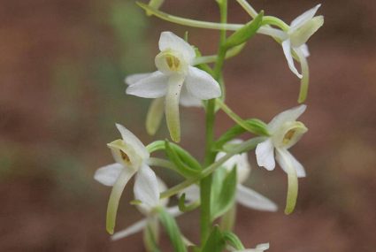 Ruta De Orquideas En Liencres (5) cantabria
