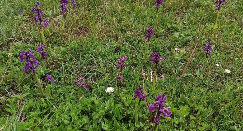 Ruta Para Ver Orquídeas En Campoo (3) cantabria