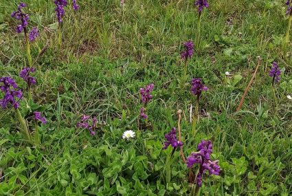 Ruta Para Ver Orquídeas En Campoo (3) cantabria