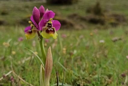 Ruta Para Ver Orquídeas En Campoo (4) cantabria
