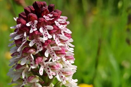 Ruta Para Ver Orquídeas En Campoo (8) cantabria
