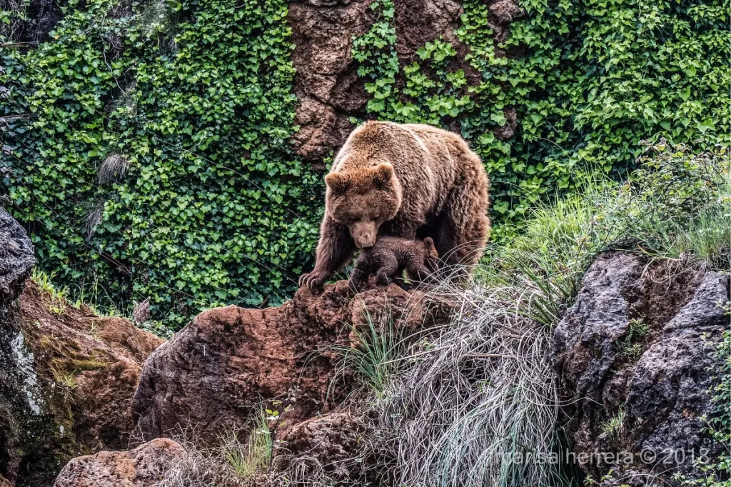 Animales Cantabria Oso Pardo Angel cantabria