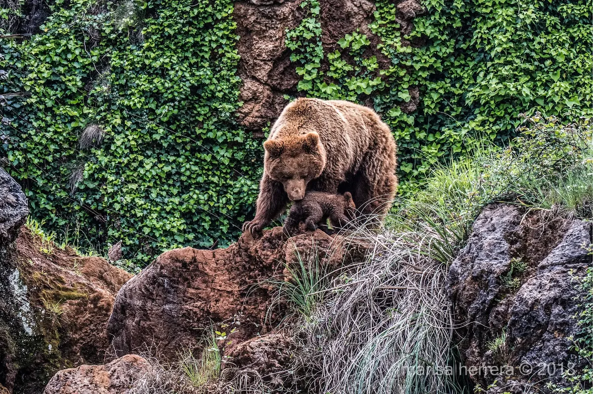 Animales Cantabria Oso Pardo Angel cantabria