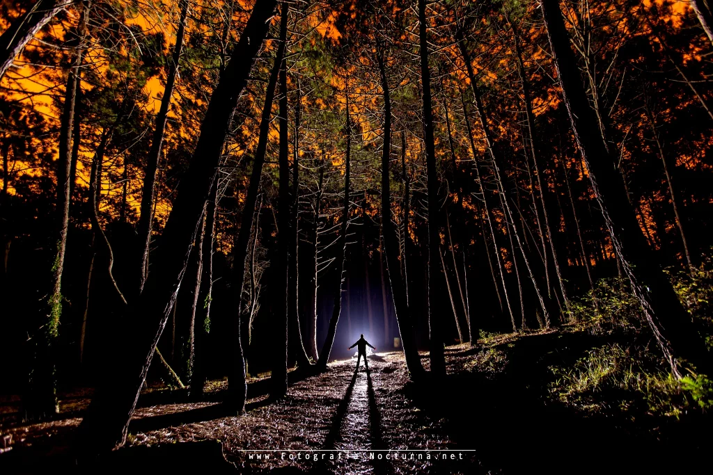 Parque De Leincres Pinares Foto Nocturna José cantabria