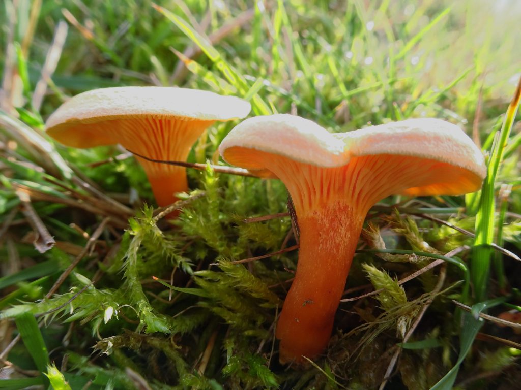Rutas Setas Cantharellus Cibarius Hans cantabria
