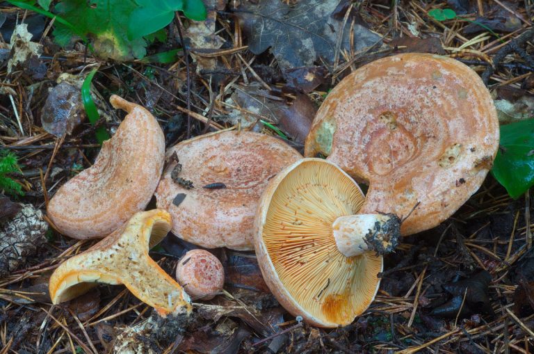 Turismo Micologico Lactarius Urmas cantabria